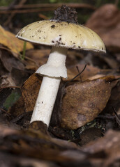 Amanita phalloides death cap beautiful and deadly greenish mushroom on stipe hat and white ring on plant debris in forest