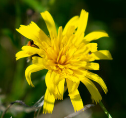 Natural background. Beautiful yellow wildflower in the sun