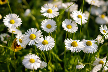 Obraz premium Wonderful Spring Meadow with Daisies. Branches of fresh chamomile. Matricaria chamomilla blooming. Wedding card, birthday card. Space for text