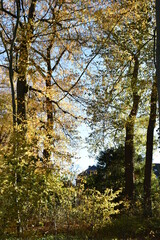 autumn in the forest