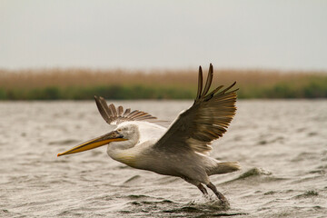 Ready to take off, Pelikan in Danaudelte