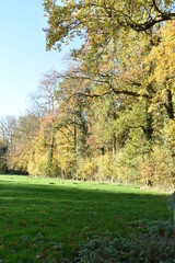 autumn landscape with trees