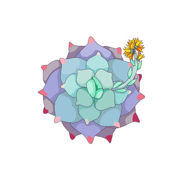 Blue leaved blossoming Echeveria on white isolated background, vector outlined succulent named Stone Rose in Cartoon style, isolated succulent Echeveria, concept of House Plants and Window Gardening.
