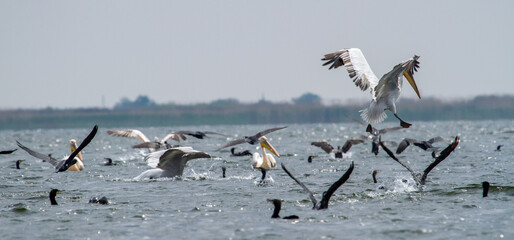 Nice chaos on the Danube