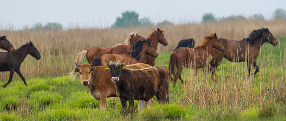 
Wild horses in the Danube Delta, Romania