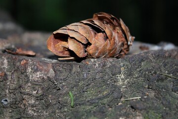 Pine cone in the forest