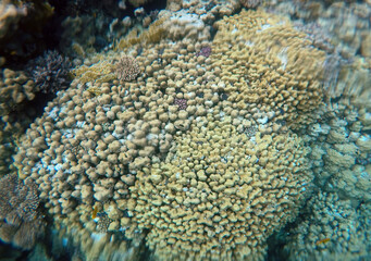 ropical coral reef. Ecosystem and environment. Egypt. Near Sharm El Sheikh