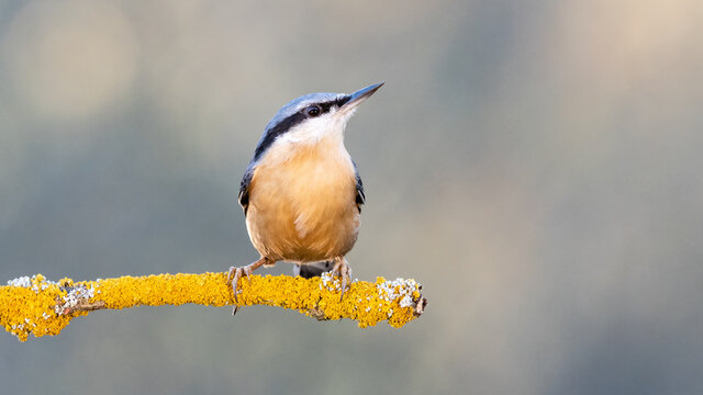 Orange and Blue Nuthatch Bird Portrait on a Yellow Branch