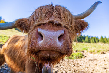 Allgäu - Kuh - Galloway - lustig - Rind