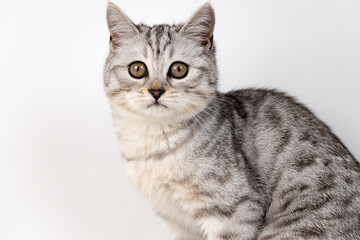 Scottish straight cat tabby on white background