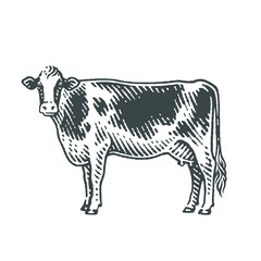 Cow. Hand drawn engraving style illustrations.