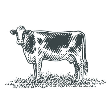 Cow. Hand drawn engraving style illustrations.