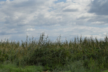 Obraz premium swamp landscape reed plants