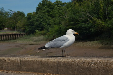 seagull on the riverside