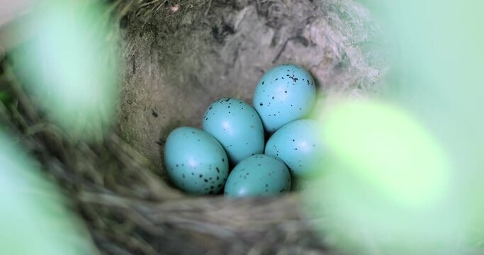 Five small eggs are in the nest. Nest of thrush with blue eggs. Turdus philomelos.