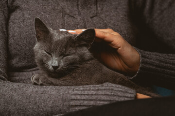 Woman with domestic gray cat in hands