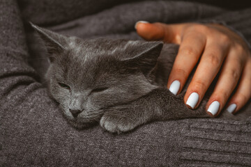 Woman with domestic gray cat in hands
