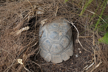 forest turtle aestivating under pine needle nest on a hot summer day