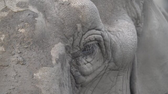 Indischer Elefant, Nahaufnahme von Augen, Haut, R&uuml;ssel, Ohr in Zeitlupe, mehrere Szenen (Elephas maximus)
