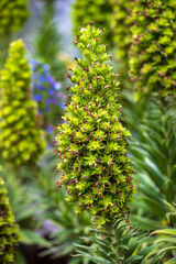 Close-up of tropical plant in on the summer wild meadow