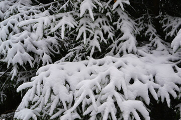 Snow on the branches of a green Christmas tre
