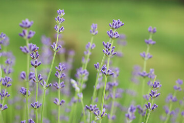 Delicate light Background with Lavender flowers. Violet Lavandula.