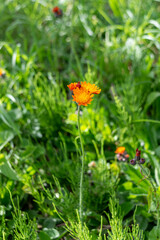 A long stem topped with the orange flowers of Fox-and-cubs, Pilosella aurantiaca, aka  orange hawk bit, devil's paintbrush, and grim-the-collier
