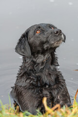 Portrait of a black Labrador in the water looking expectantly