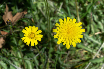 2 flowers of Cats Ear, Hypochaeris radicata, open at different stages of growth with the one on teh right fully open while the one on the left has a bunched centre