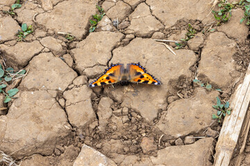 A small Tortoiseshell butterfly, Aglais urticae, resting on dried, cracked  earth with its wings fully spread