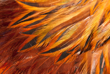 texture rooster feather red