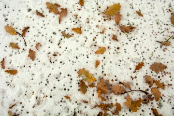 
autumn leaves in the snow