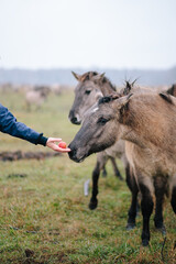 Fototapeta premium Feeding Przewalski's horse Dzungarian, gray wild horse eating apple. Beautiful Mongolian horse on field
