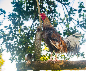 Hermoso gallo de pelea con plumas coloridas en una mañana soleada de algún lugar del campo en Panamá 