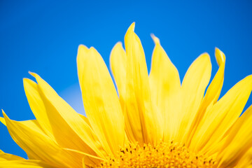 Sunflower field in the garden, beautiful nature flowers of sunflower in the daytime, organic farming in rural plantation, yellow flower background and texture, yellow petal and green flower leaf.