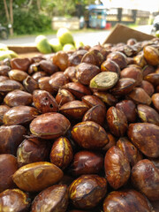 Jengkol or Jering is a species of flowering tree in the pea family, Fabaceae. It is native to Southeast Asia, where the seeds are a popular dish. They are mainly consumed in Thailand, Malaysia, Myanma