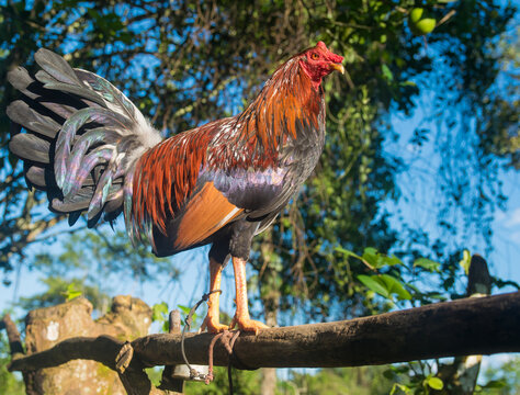 Hermoso gallo de pelea con plumas coloridas en una mañana soleada de algún lugar del campo en Panamá 