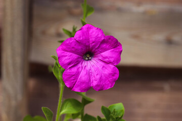 Crimson, pink, white and purple colorful blooming Petunia flowers (Petunia hybrida). Mixed color petunia beautifully blooming in the ornamental garden.