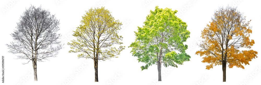 Wall mural four seasons large maple tree isolated on white