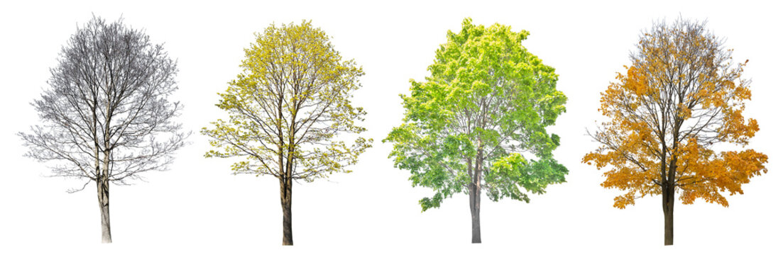 four seasons large maple tree isolated on white