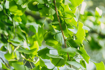 Close-up brightly wet green leaves of Ginkgo tree (Ginkgo biloba), known as ginkgo or gingko in soft focus against background of blurry foliage.