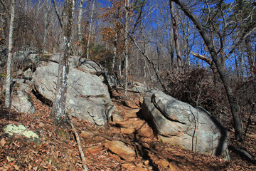 Fototapeta na wymiar Woodland of Kennesaw Mountain in the near of Atlanta at the end of November. Almost all foliage has gone and the pure trees are waiting in a brilliant blue sky waiting for the next spring. 