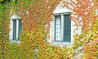 Hauswand mit bunten Herbstlaub