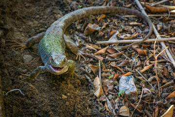 Ocellated lizard (Timon Lepidus) male, European and North African reptile, green, brown and with blue ocelli on its side.