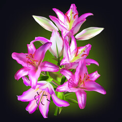 pink lily with six blooms on dark green background