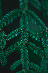 Raindrops on fir branches close-up. Soft focus, low key, geometry. Atmospheric dark natural background. Tidewater green