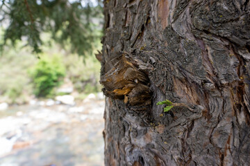 bark of a tree