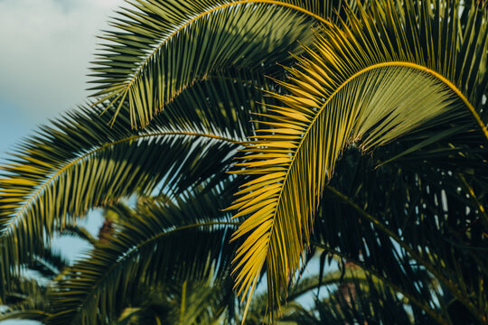 Tropical jungle, palm leaves on a sunny day, sky. © Nana_studio