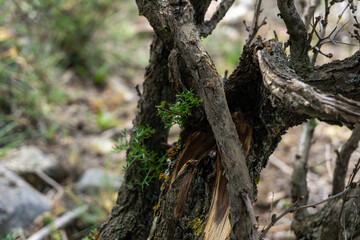 Obraz premium tree branches in the forest