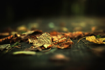 fall foliage - autumn